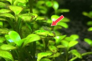 ウィローモスに突然発生する緑色の糸状藻類 コケ はヤマトヌマエビで除去できる Aquarium Favorite