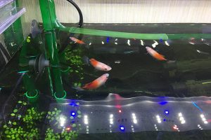 超なつく可愛い大型熱帯魚 レッドテールキャット の盆栽飼育と水槽