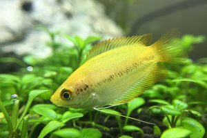 幸運を呼び込む明るい黄色のカワイイ魚 ヒドジョウ の飼育方法や餌やり 注意点など Aquarium Favorite