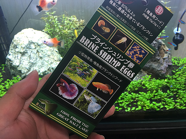 稚魚の成長が早くなる 栄養価maxの生餌 ブラインシュリンプ を孵化させて熱帯魚に与えてみよう Aquarium Favorite