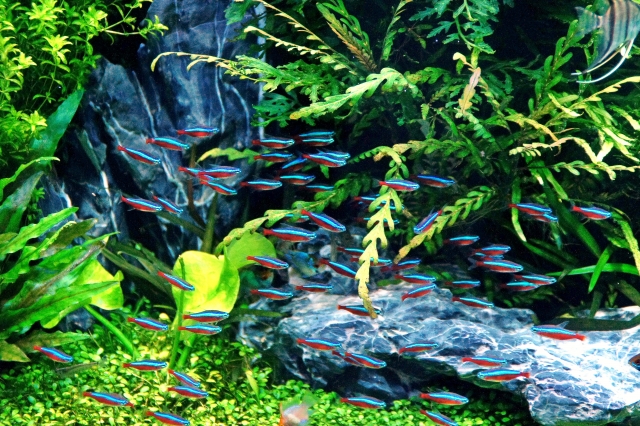 カージナルテトラの突然変異個体 アルビノ プラチナ の美しすぎる色彩に注目してみよう Aquarium Favorite
