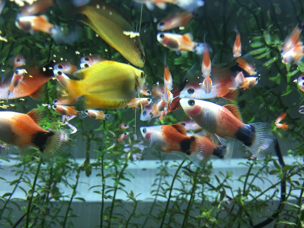 小型の熱帯魚の餌は 複数の種類を組み合わせて与えるべき か メイン1種類で十分 なのか Aquarium Favorite