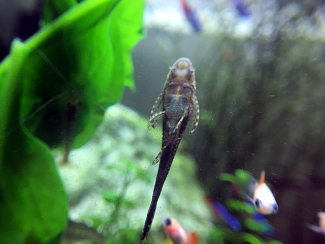 混泳不向き ベタ と一緒に飼育が楽しめる熱帯魚にはどんな種類のものがいる Aquarium Favorite