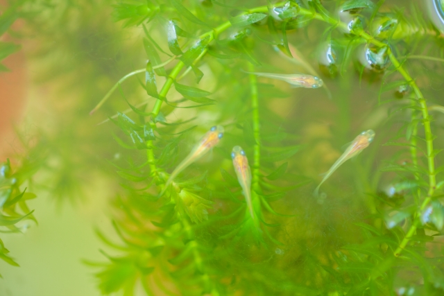メダカの稚魚育成に最適 餌にもなる グリーンウォーター 青水 の特徴と作り方 Aquarium Favorite