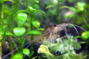 ミナミヌマエビがメダカの卵に発生 付着 した 水カビ だけを食べてくれる生き物だった Aquarium Favorite