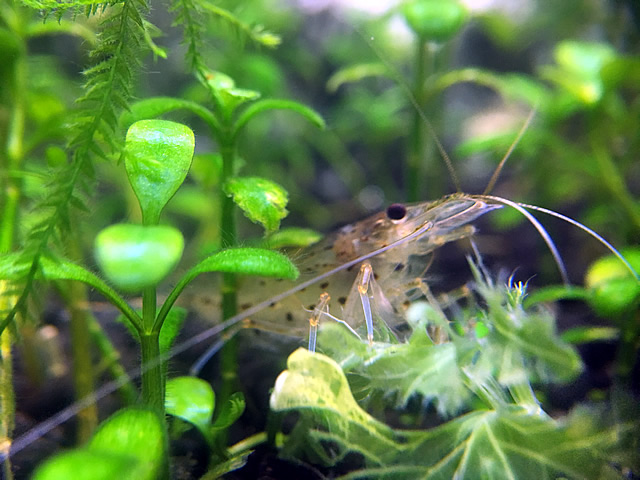 ヤマトヌマエビが水草を食害してボロボロに 対処法や導入時に気を付ける点について Aquarium Favorite