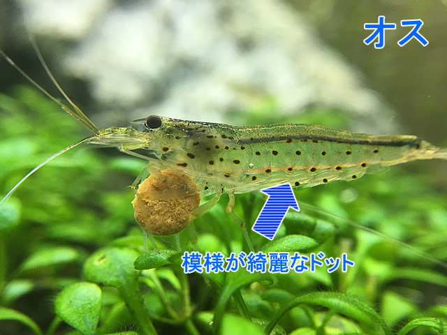 ヤマトヌマエビのオスとメスの超簡単な判別方法 模様 卵巣の有無 体形の違い Aquarium Favorite