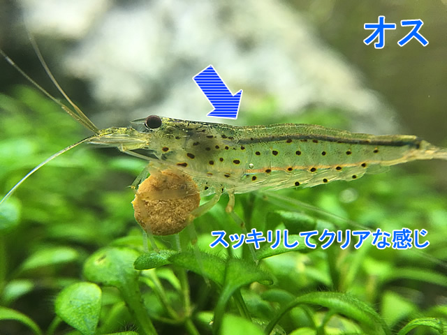 ヤマトヌマエビのオスとメスの超簡単な判別方法 模様 卵巣の有無 体形の違い Aquarium Favorite