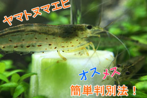 ヤマトヌマエビが赤くなって死んだ 赤色は危険信号 死相 のサイン その原因とは Aquarium Favorite