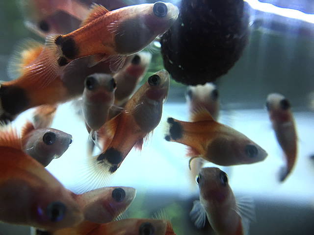 プラティは性転換する熱帯魚 突然メスの個体がオスへと変貌する真相はいかに Aquarium Favorite