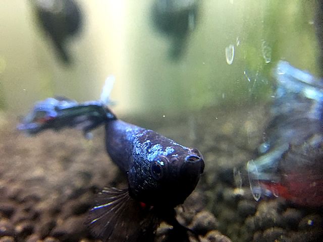 混泳不向き ベタ と一緒に飼育が楽しめる熱帯魚にはどんな種類のものがいる Aquarium Favorite