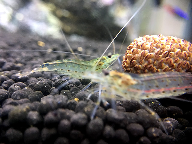 水槽内の流木に発生しやすい綿状で白色の 水カビ は早急に取り除き対処する必要あり Aquarium Favorite