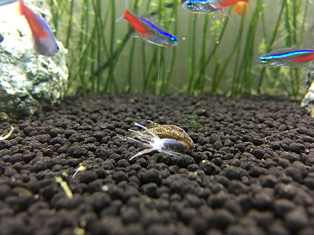 オトシンってヤマトヌマエビの抜け殻を食べる 餌として認識させれば何でも食べる Aquarium Favorite