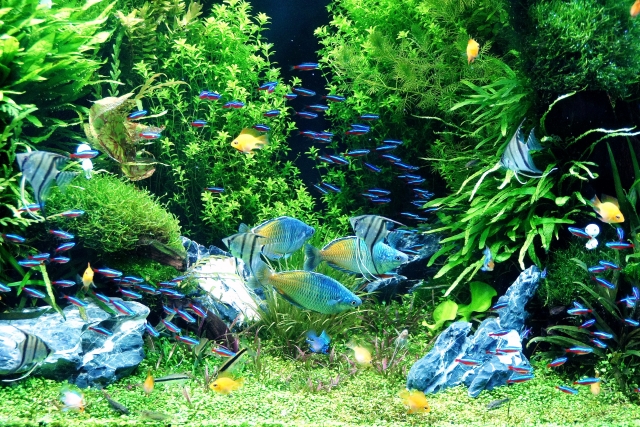 失敗しないための混泳術 熱帯魚の性質を理解して美しアクアリウムを作ろう Aquarium Favorite