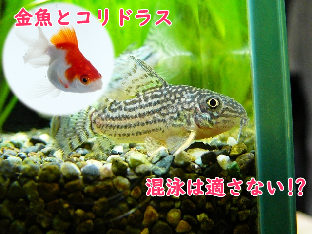 金魚とコリドラスの混泳は適さない 困難な理由と性質の違いについて理解しよう Aquarium Favorite