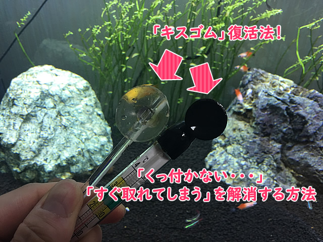 熱帯魚用品の キスゴム 吸盤 がすぐ取れたりくっ付かない時は熱湯で復活できる Aquarium Favorite