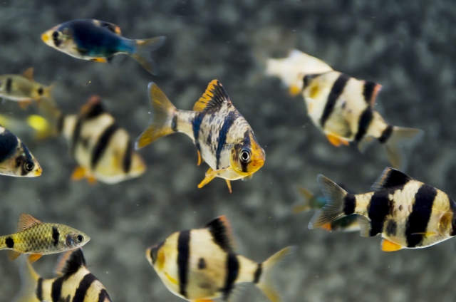 頻繁に喧嘩するほど元気で活発な熱帯魚 スマトラ の混泳時の注意点と飼育方法 Aquarium Favorite