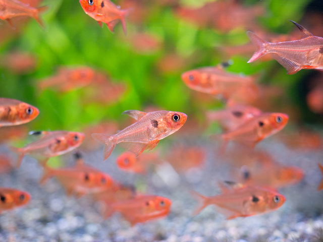 優雅で艶やかな赤色が美しい レッドファントム テトラ の飼育方法や注意点について Aquarium Favorite