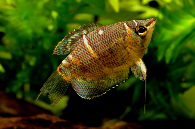 古代魚のようなカッコいい小型熱帯魚 チョコレート グラミー の飼育方法や注意点 Aquarium Favorite