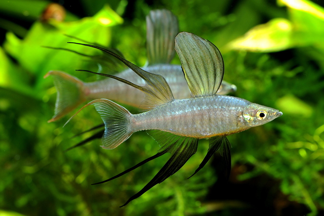 美しすぎる大きく長いヒレの小型熱帯魚「ニューギニアレインボー」の飼育方法と注意点 | Aquarium Favorite