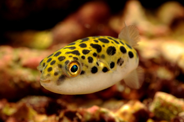 熱帯魚界のアイドル的存在 ミドリフグ の飼育方法や注意点 汽水の作り方について Aquarium Favorite