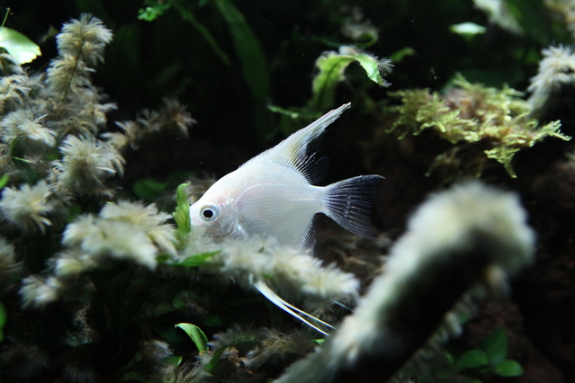 真っ白 白銀カラー輝く熱帯魚 プラチナホワイト エンゼルフィッシュ の飼育方法と注意点 Aquarium Favorite
