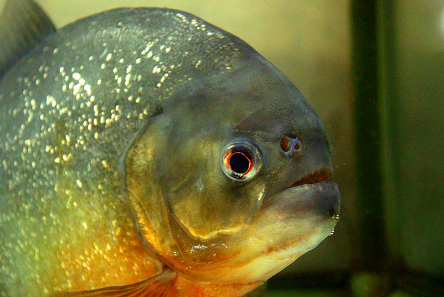 アマゾン川の美しき肉食熱帯魚 ピラニア ナッテリー の飼育方法 鋭い歯 共食いなどの注意点 Aquarium Favorite