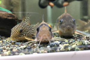 金魚とコリドラスの混泳は適さない 困難な理由と性質の違いについて理解しよう Aquarium Favorite