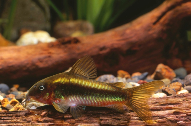 黄金色に輝く熱帯魚 コリドラス イルミネータス は色彩も豊富 飼育方法と注意点も Aquarium Favorite