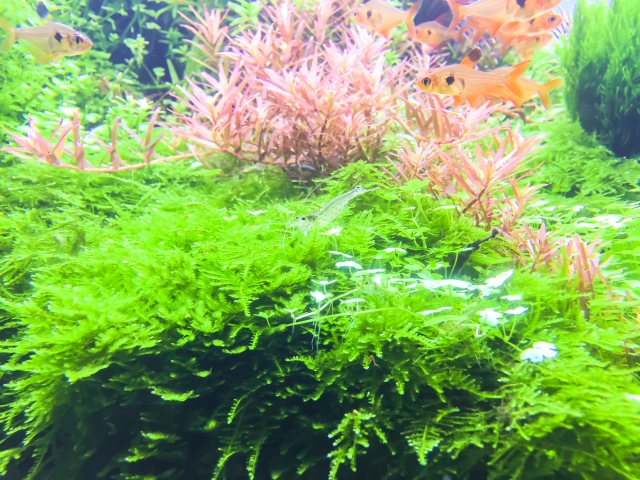 アクアリウム ウィローモスは驚異的な生命力を持つ水草 育成容易で無限増殖も可能 Aquarium Favorite