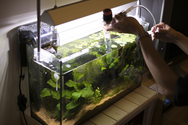 よく聞くアクアリウムの意味とは 初心者にお勧めの水槽やレイアウトの種類について Aquarium Favorite