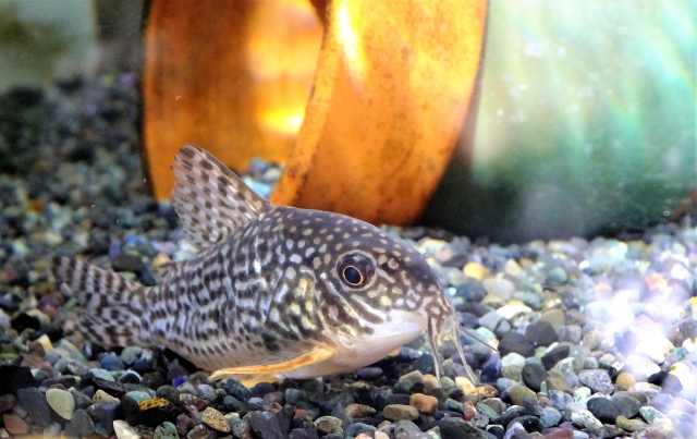 初心者にお勧めの 可愛い熱帯魚 といえばコリドラス 丈夫で飼育しやすい種類をご紹介 Aquarium Favorite