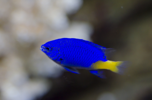 青いボディに黄色い尻尾の海水魚 シリキルリスズメダイ の飼育方法と注意点について Aquarium Favorite