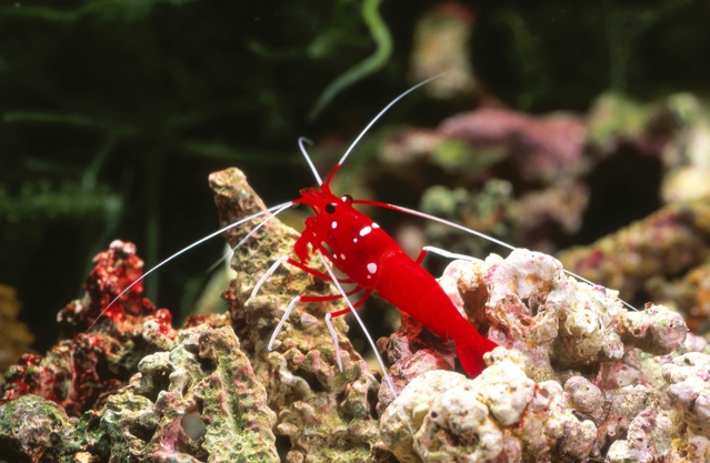 赤い体色に白の靴下を履いたエビ ホワイトソックスシュリンプ の飼育方法と注意点 Aquarium Favorite