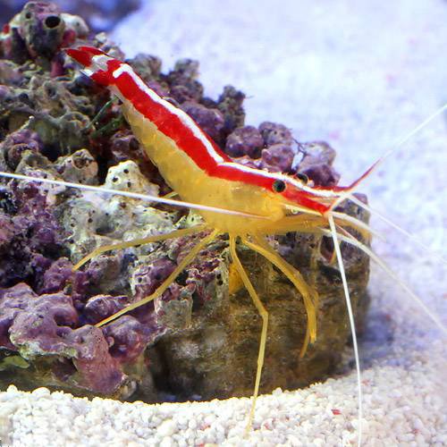 海水魚の体表の汚れや寄生虫を食べるエビ スカンクシュリンプ の飼育方法と注意点 Aquarium Favorite