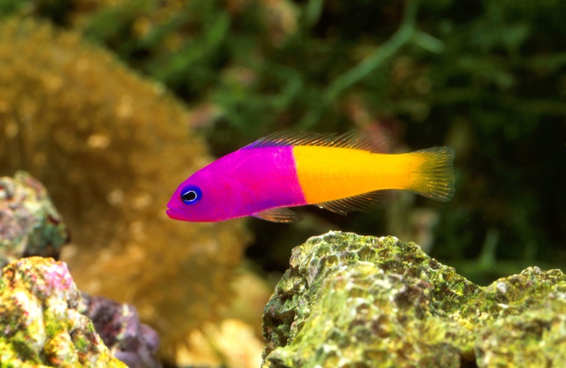 赤紫 ピンク と黄色の 超ド派手級 海水魚 バイカラードティーバック の飼育方法と注意点 Aquarium Favorite