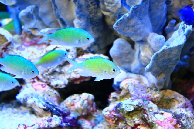 青緑色が美しい 初心者にお勧め 海水魚 デバスズメダイ の飼育方法や注意点について Aquarium Favorite