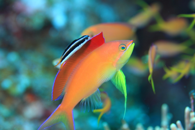 茜色に染まった空のように綺麗な海水魚 アカネハナゴイ の飼育方法と導入時の注意点 Aquarium Favorite