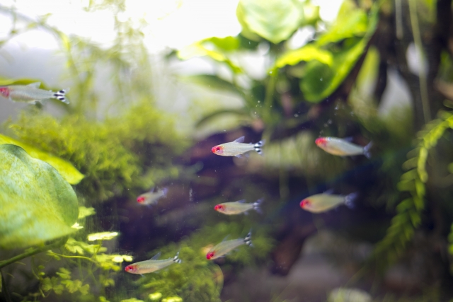 白点病は淡水魚と海水魚では細菌の種類や対処法が全く違う それぞれの原因と治療法も Aquarium Favorite