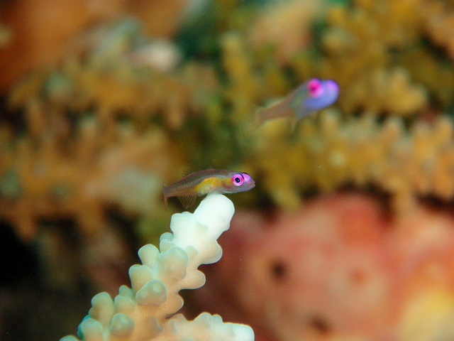 大きな赤い目が光る 超小型の海水魚 アカメハゼ の飼育方法や混泳 導入時の注意点 Aquarium Favorite