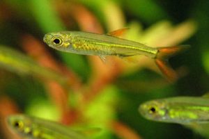 最強のスネールイーター アノマロクロミス トーマシー は繁殖容易で子育する熱帯魚 Aquarium Favorite