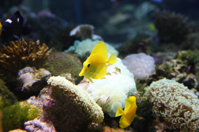 海藻類を食べる全身黄色の中型海水魚 キイロハギ の飼育方法や白点病などの注意点も Aquarium Favorite