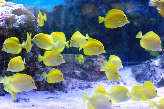 海藻類を食べる全身黄色の中型海水魚 キイロハギ の飼育方法や白点病などの注意点も Aquarium Favorite