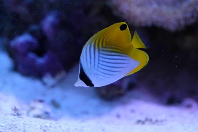 水中を飛び回る蝶々のような海水魚 トゲチョウチョウウオ の飼育方法や注意点など Aquarium Favorite