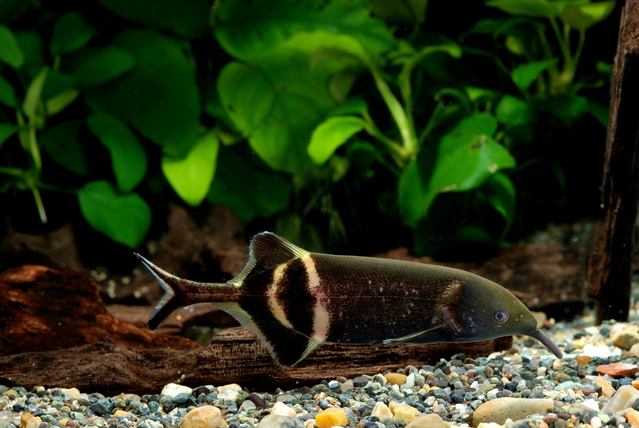 ゾウのような 鼻 を持つイルカ顔の中型魚 エレファントノーズ の飼育方法と注意点 Aquarium Favorite