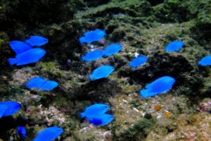 青いボディに黄色い尻尾の海水魚 シリキルリスズメダイ の飼育方法と注意点について Aquarium Favorite