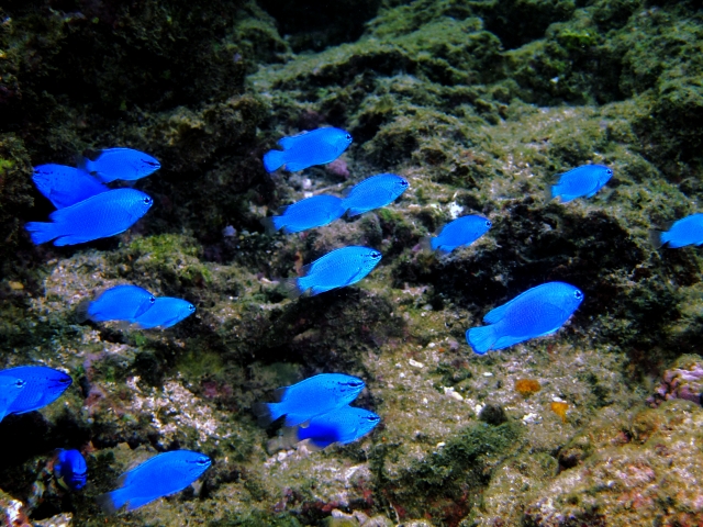 全身コバルトブルー色の小型海水魚 ルリスズメダイ の飼育方法や混泳などの注意点 Aquarium Favorite