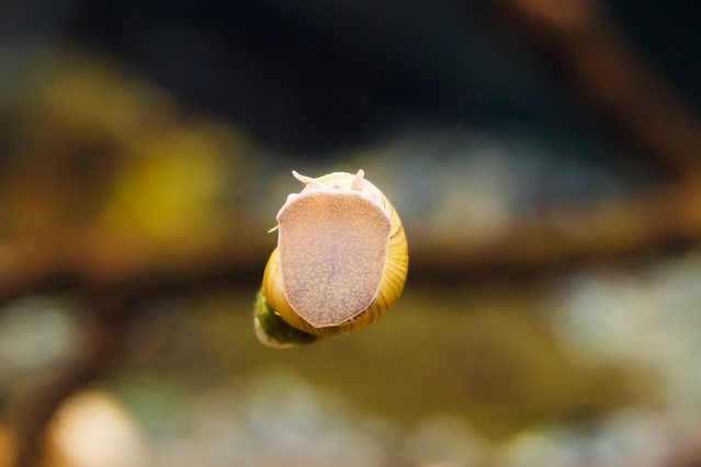 突然大発生する小っちゃい巻貝 スネール を駆除する熱帯魚などのオススメな生き物 Aquarium Favorite