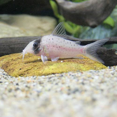 小さなスポット模様が美しい熱帯魚 コリドラス シクリ の飼育方法と注意点について Aquarium Favorite