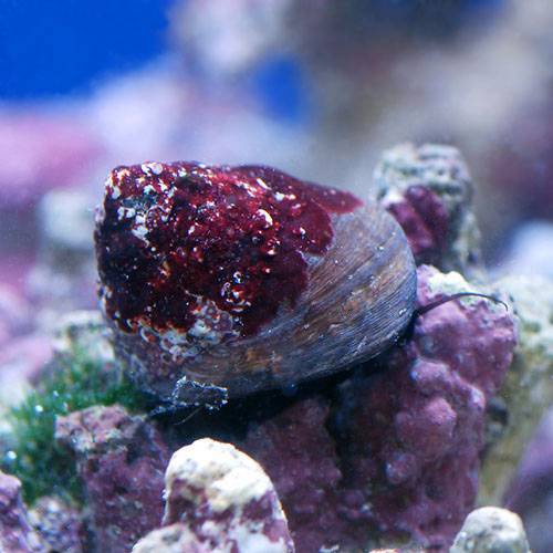マリンアクアリウムのコケ取り職人 シッタカ貝 バテイラ 飼育方法と注意点について Aquarium Favorite